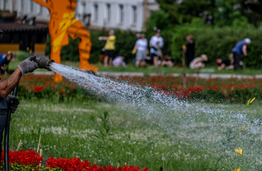Naklejka premium A stream of water for watering should be a green lawn.