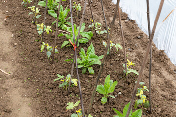 Lettuce vegetables and cowpea seedlings in the vegetable field