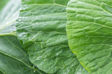 Fototapeta premium Green kale leaves with natural texture