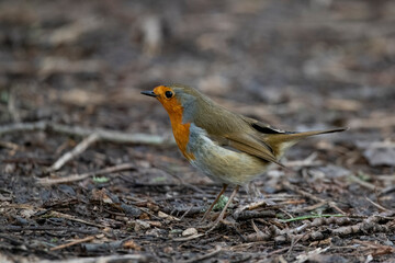 The European Robin (Erithacus rubecula), or Robin Redbreast.
