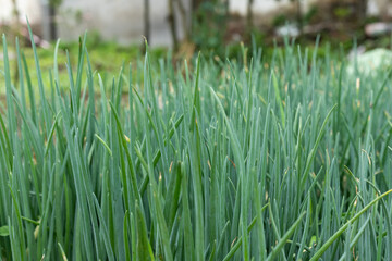 Green spring Onions in the vegetable patch