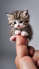 kitten playing with ball