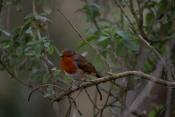 The European Robin (Erithacus rubecula), or Robin Redbreast.