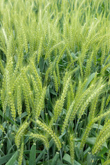 Wheat plants in the field