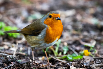 Fototapeta premium The European Robin (Erithacus rubecula), or Robin Redbreast.