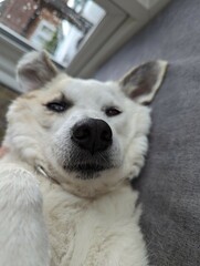 Dog lying down with a scrunched up face