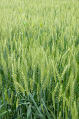 Wheat plants in the field