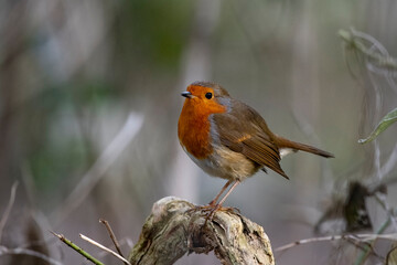 The European Robin (Erithacus rubecula), or Robin Redbreast.