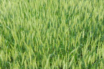 Wheat plants in the field