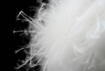 Close-Up Of Soft Fibers From A Cotton Ball