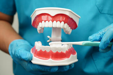 Asian dentist cleaning teeth of dental model with tooth brush for patient and studying about dentistry.