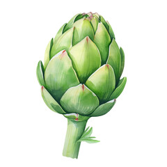 Obraz premium Fresh Green Artichoke Watercolor Painting Botanical Illustration Food Cooking Ingredient