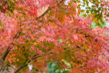 Red maple leaves in autumn in the park