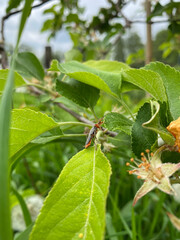 Close-Up of a Rustic Soldier Beetle (Cantharis Rustic) on a Green Leaf in Natural Habitat