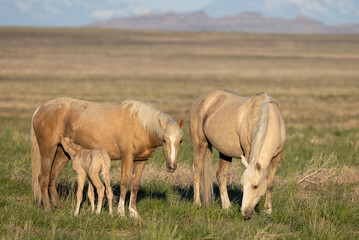 Wild Horses in the Utah Desert in Spring