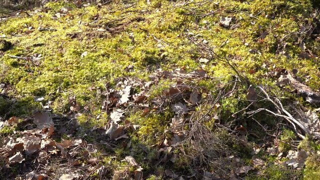 A winter afternoon in the forest of Fontainebleau, Seine et Marne department, France