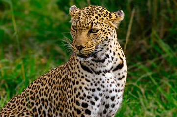 Naklejka premium close up of leopard