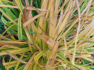 In autumn, the leaves of the perennial herbaceous plant daylily (Hemerocallis) began to turn yellow...