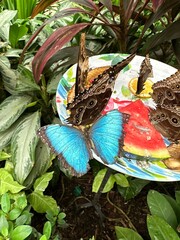 Butterflies on a plate with watermelon and pineapple in the garden