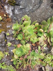 beach, coastline, coast, shore, water, sea, ocean, cliff, mountain, day, sunset, nature, paradise, landscape, tourism, madeira island, portugal, europe, destination, flower