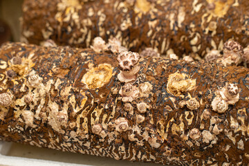 mushroom cultivation kit, shiitake mushroom kit