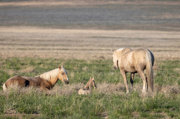 Wild Horses in the Utah Desert in Spring