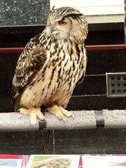Captured Owl