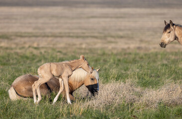 Wild Horses in the Utah Desert in Spring