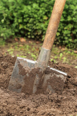 Shovel close up in brown ground on garden bed with grass and plants. Digging up soil in garden. Organic farming, gardening, growing, agriculture concept