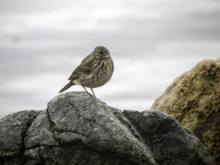 Meadow pipit on a rock
