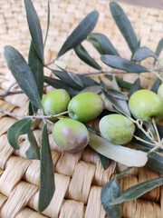 Natural round green olives on branches with leaves, on a yellow straw background