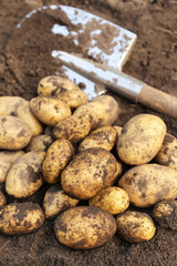 Bunch of organic potato harvest close-up. Freshly harvested yellow dirty potatoes with shovel on...