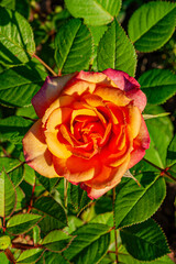 Essig-Rose. Lateinisch Rosa gallica L. aus der Familie der Rosaceae
