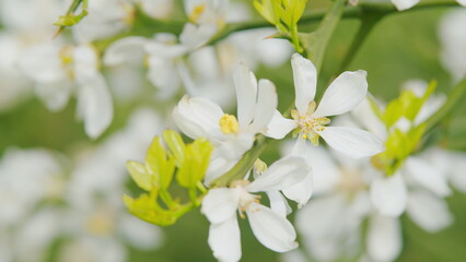 Japanese Bitter Orange. Citrus Trifoliata Or Japanese Bitter-Orange Flowers. Close up.