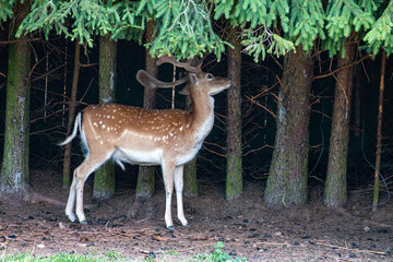 Damhirsch, Damwild sucht Schutz am Waldrand im Nordschwarzwald, Kreis Calw, Baden-Württemberg