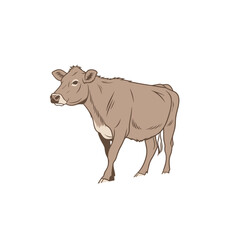 cow vector art and illustration