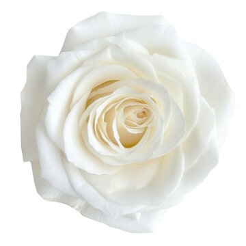 Fototapeta  White rose. Single white rose isolated on transparent background.