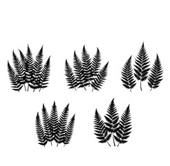 fern leaves isolated on white background