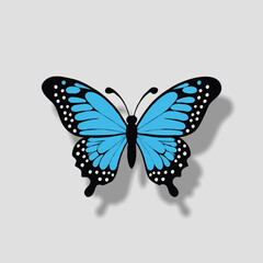 butterfly isolated on white