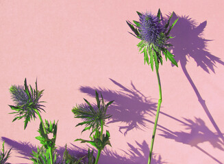 Purple flower on pink background. Purple eryngium flowers on pink background. Pink color aesthetic....