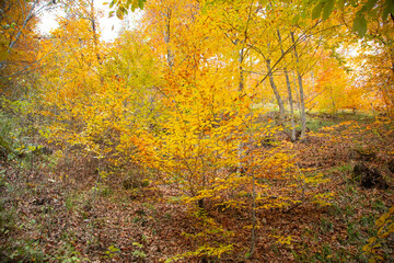 Beautiful view of autumn leaves.