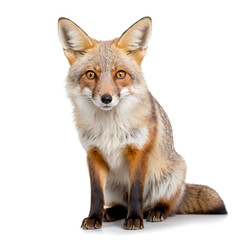 Fototapeta premium corsac fox on white background