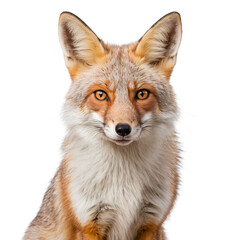 Fototapeta premium corsac fox on white background