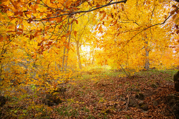 Beautiful view of autumn leaves.