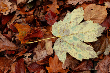 Maple leaf is turned over by the wind .Close-up.