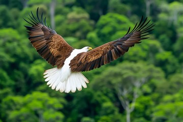 Fototapeta premium A serene shot of a DVD cover for a nature documentary, featuring a lush green forest and a majestic eagle on the cover