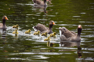 Fototapeta premium Greylag goose family with newborn babies in a park lake in UK