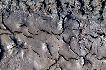 A cracked and dried out surface, possibly a rock or a piece of land