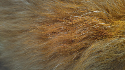 Fototapeta premium Thick yellow, beige, wavy fur. Dog fur background.