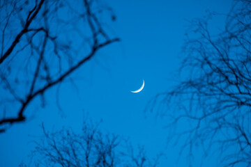 A crescent moon in the sky through the branches of bare trees in autumn © metelevan